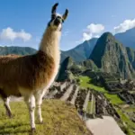 Descubre el Encanto Peruano