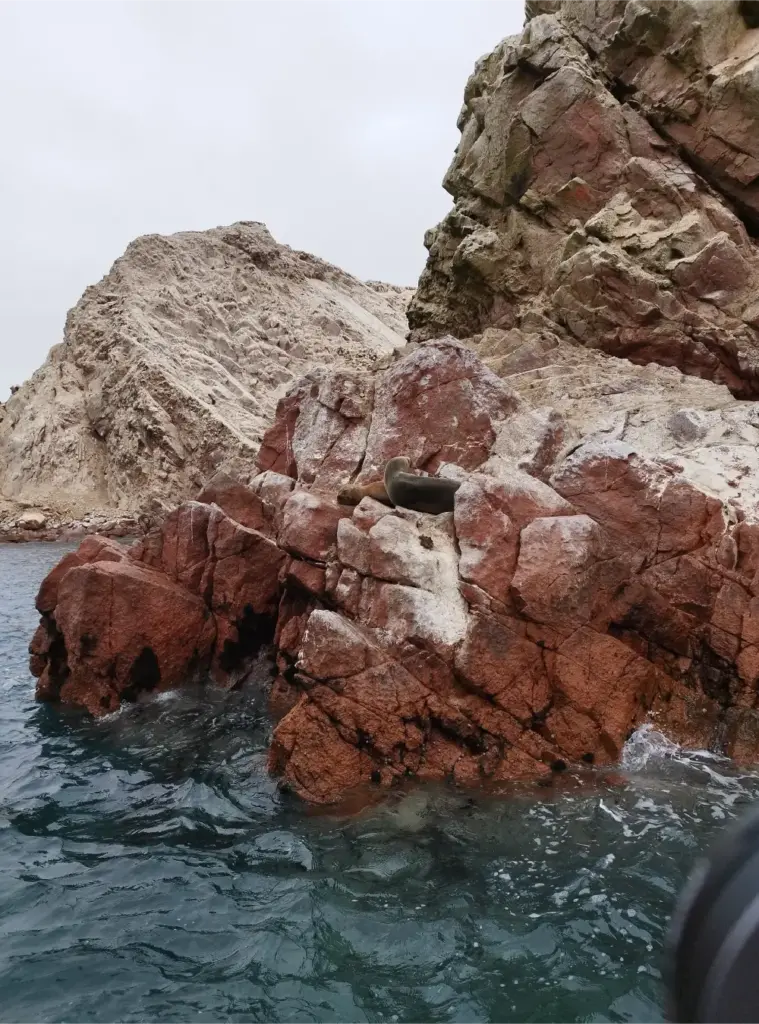 Islas Ballestas fauna marina