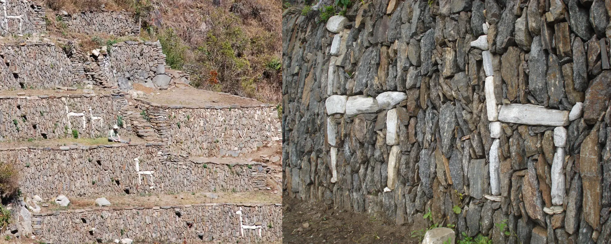 Las Llamas de Choquequirao