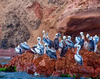 Observación de Aves en Paracas
