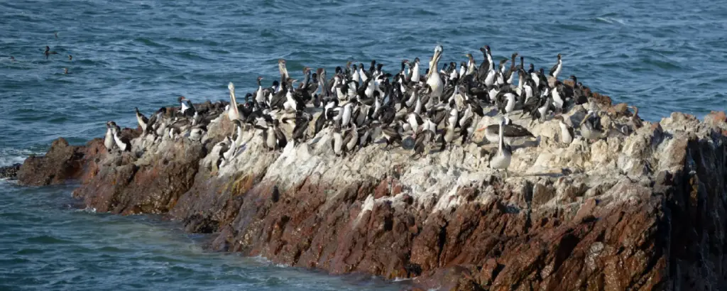 Observación de Aves en Paracas