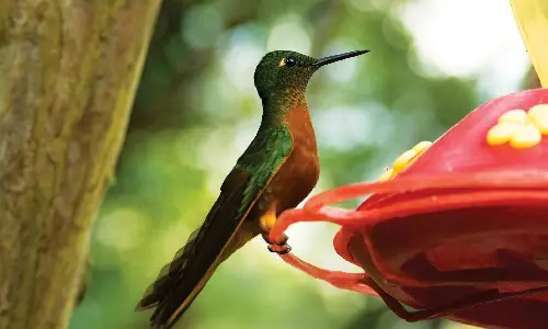 colibrí en machu picchu