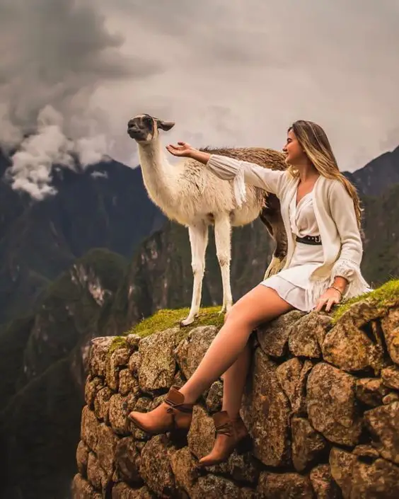 llama en machu picchu