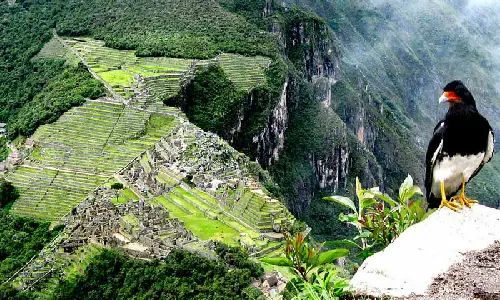 aves en machu picchu