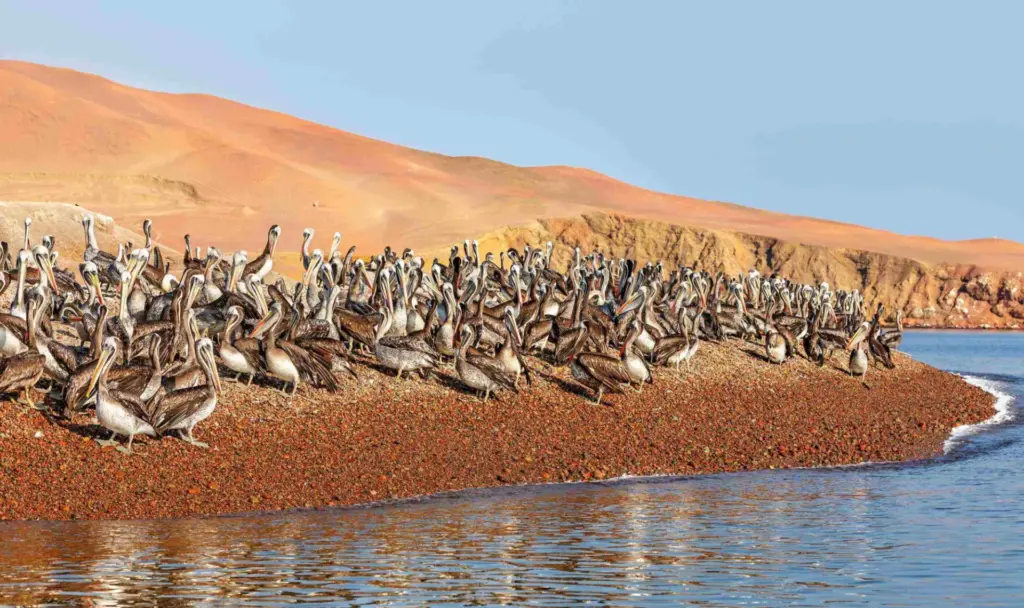 fauna en paracas
