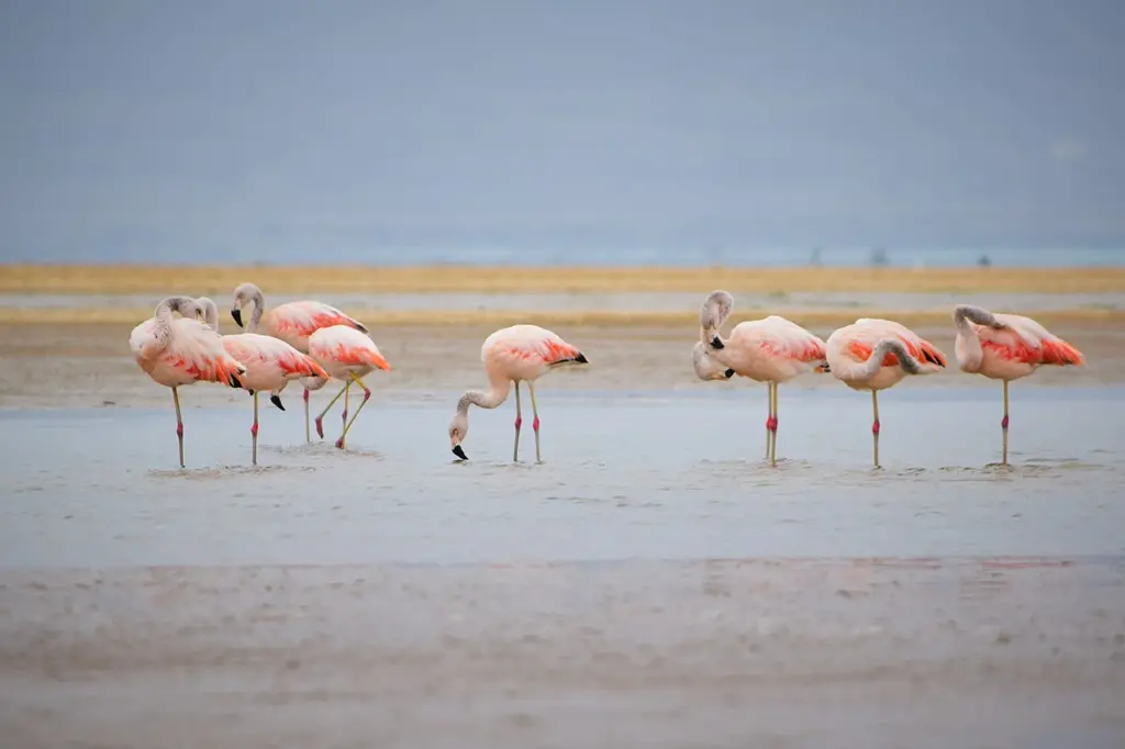 flamenco en paracas