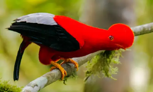 gallito de las rocas