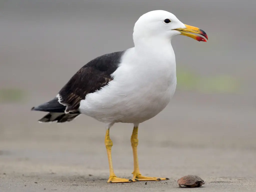 gaviota en paracas