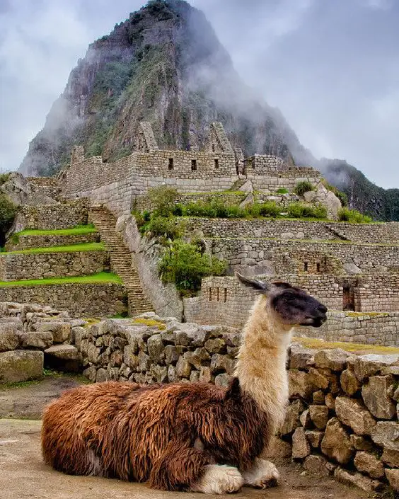 llama en machu picchu