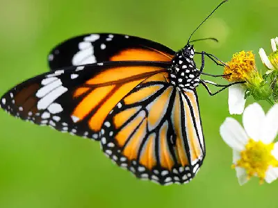mariposas en machu picchu