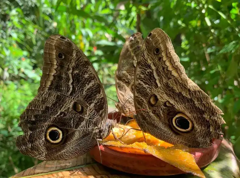Mariposario de Machu Picchu