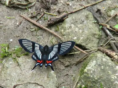 mariposas en machu picchu