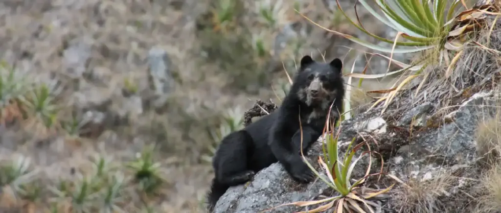 oso andino en machupicchu