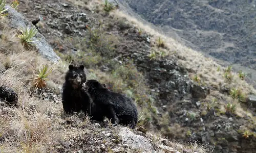 oso de anteojos en machupicchu