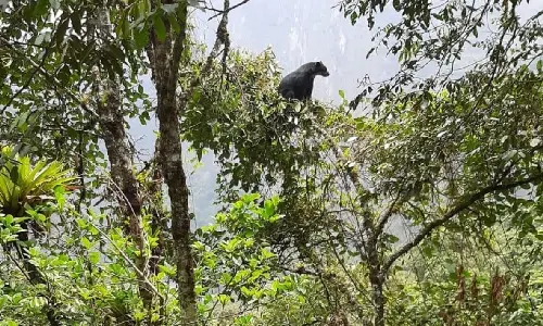oso andino