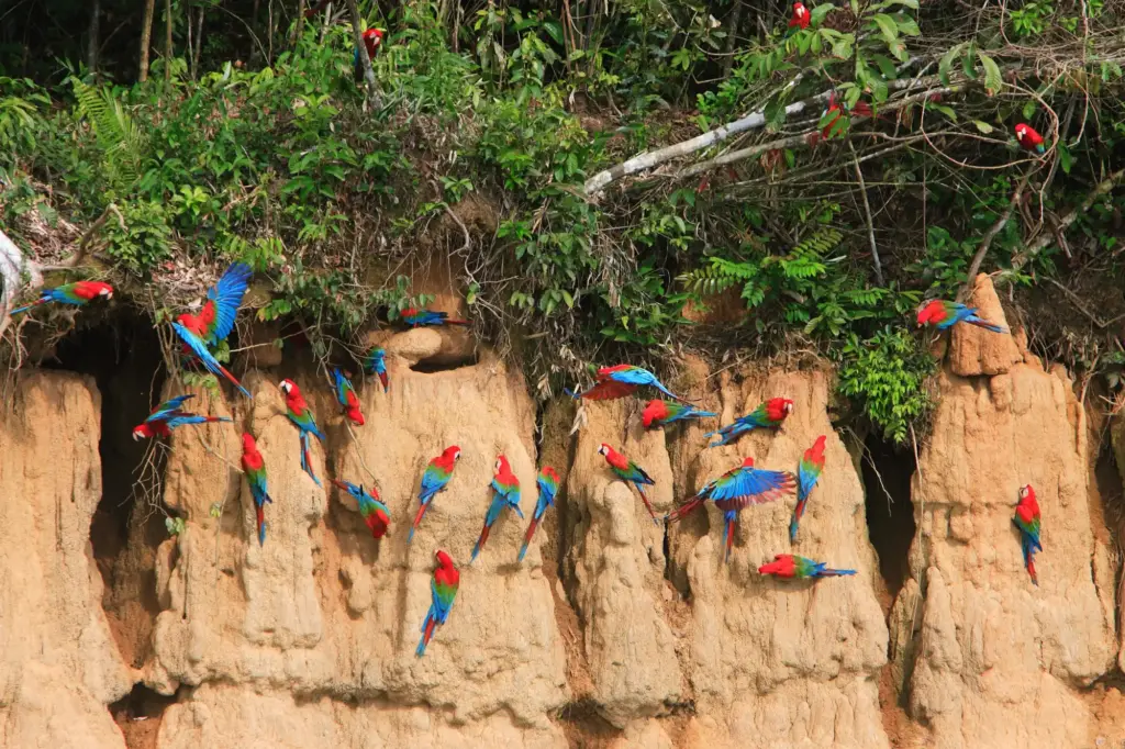 guacamayo peruano